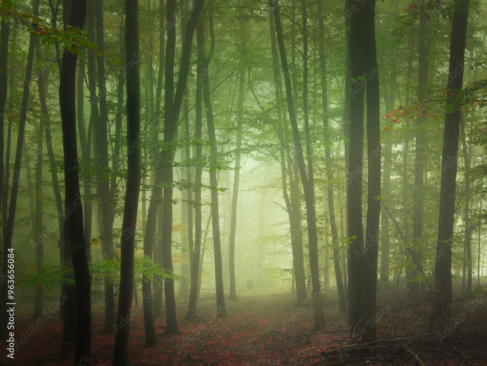 Mysterious green foggy forest during autumn day with trees Mysterious green foggy forest during autumn day with trees