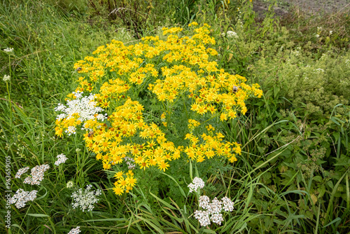 Giftige Wildblumen - Jakobs-Kreuzkraut  im Seitenbereich einer Straße, Symbolfoto. photo