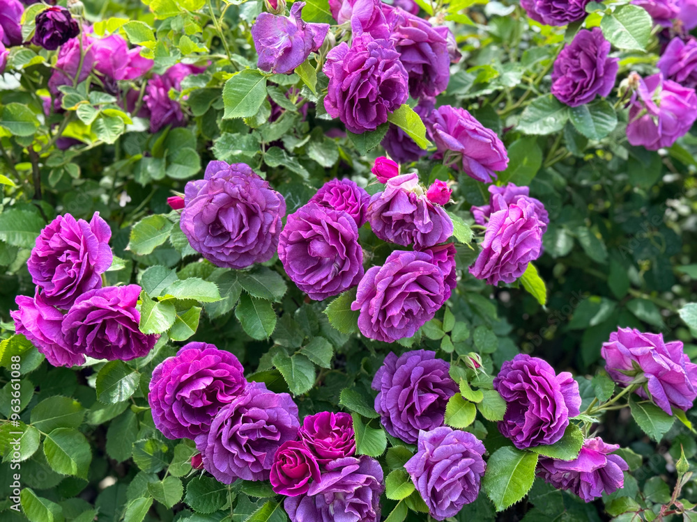 Rose bush purple pink roses flowers beautiful blossom Rose bush purple pink roses flowers beautiful blossom