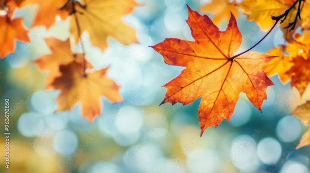Vibrant Autumn Leaves Vibrant Autumn Leaves