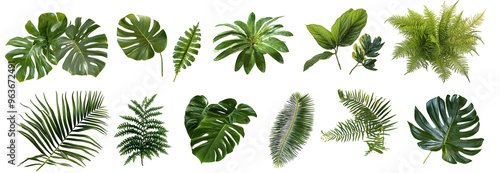 A collection of lush green tropical plants, including monstera, palm, rubber plant, pine, and fern, featuring a clipping path.