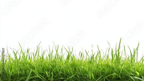 Fresh Green Grass Background