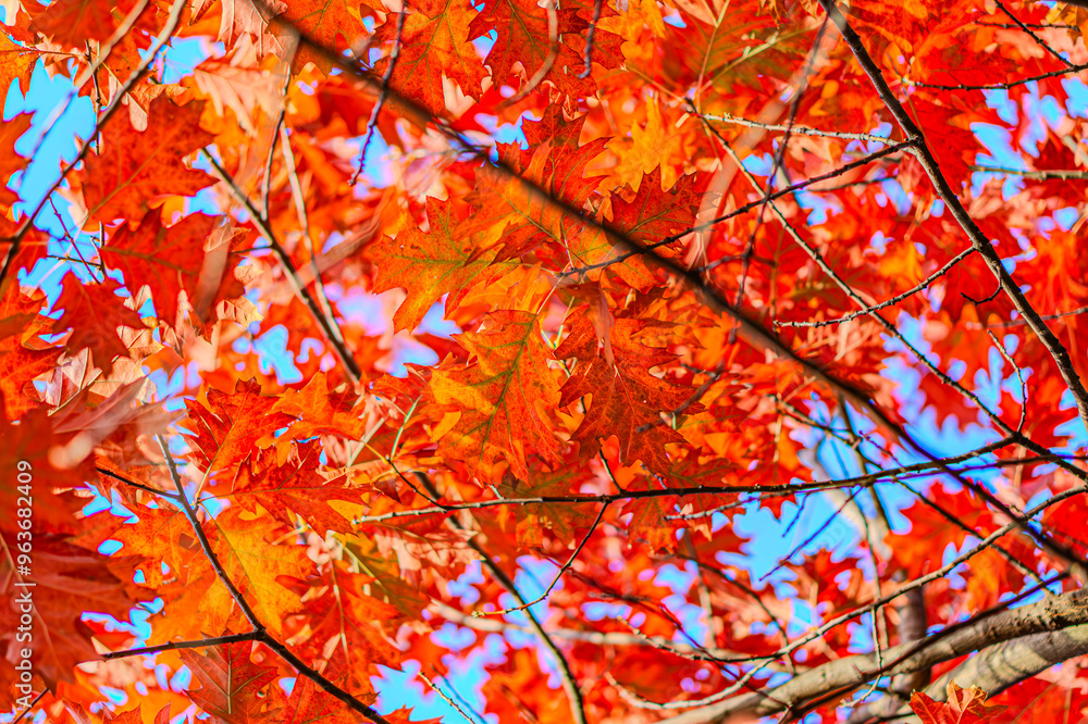 Yellow, orange and red autumn leaves on ground in beautiful fall park. Fallen golden autumn leaves on green grass in sunny morning light yard, toned photo. Fall park landscape background Yellow, orange and red autumn leaves on ground in beautiful fall park. Fallen golden autumn leaves on green grass in sunny morning light yard, toned photo. Fall park landscape background