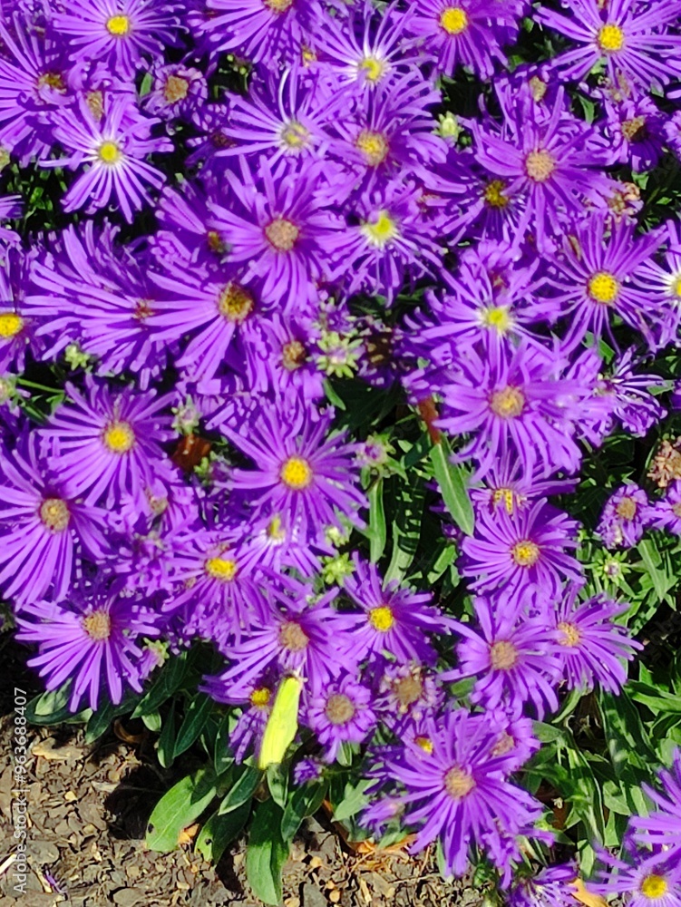 Fototapeta premium Visby - Botanischer Garten
