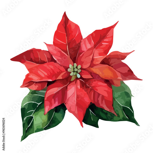 Watercolor red poinsettia flowers, Christmas bouquets, vector isolated on white.
