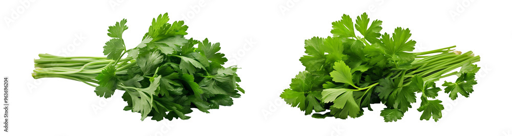 Parsley with clipping path, PNG collection, PNG image, PNG files, Generative art. Parsley with clipping path, PNG collection, PNG image, PNG files, Generative art.