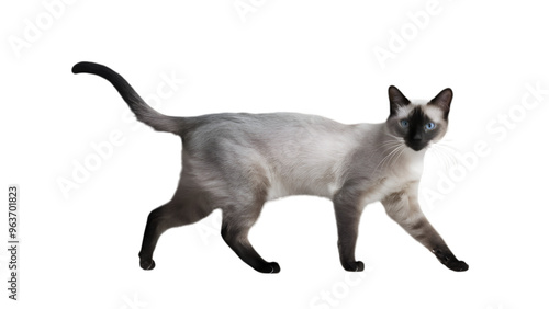 HQ Full body backgroundless cutout of a graceful walking Siamese cat