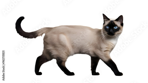 HQ Full body backgroundless cutout of a graceful walking Siamese cat