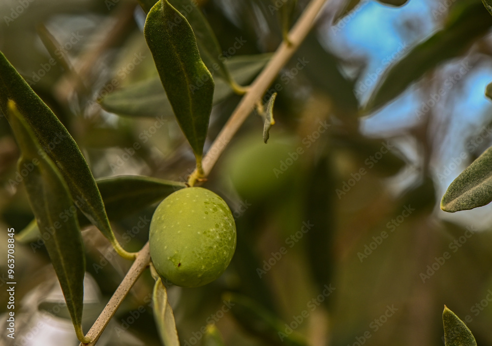 A close-up shot of a bunch of green olives on a tree branch A close-up shot of a bunch of green olives on a tree branch