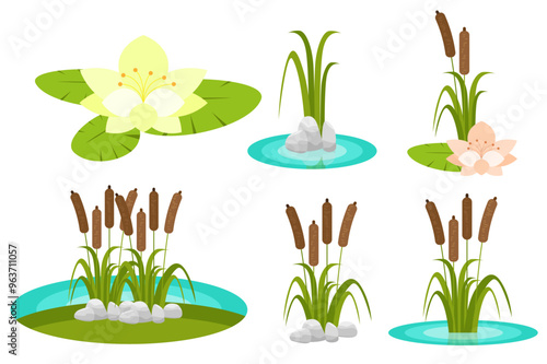 Vector illustration. Cartoon pond plant set collection. Reed, acquatic plants, blooming lotus flower isolated icon on white background.