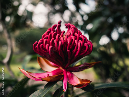 Red Waratah flower photo