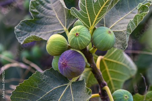Close-up of immature figs (Ficus carica) growing on the branch of a fig tree