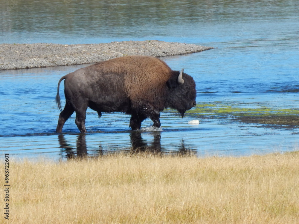 Bison