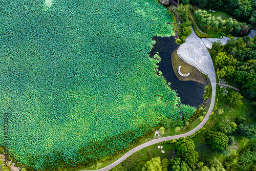 The scenery of China's Changchun Jingyuetan National Forest Park with blooming lotus