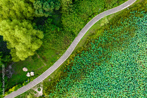 The scenery of China's Changchun Jingyuetan National Forest Park with blooming lotus