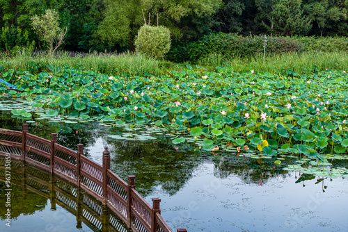 The scenery of China's Changchun Jingyuetan National Forest Park with blooming lotus