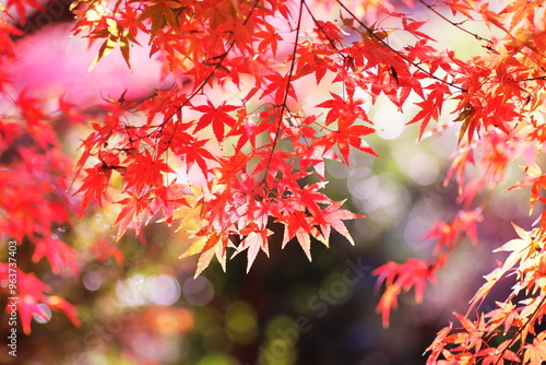 鮮やかな秋の紅葉