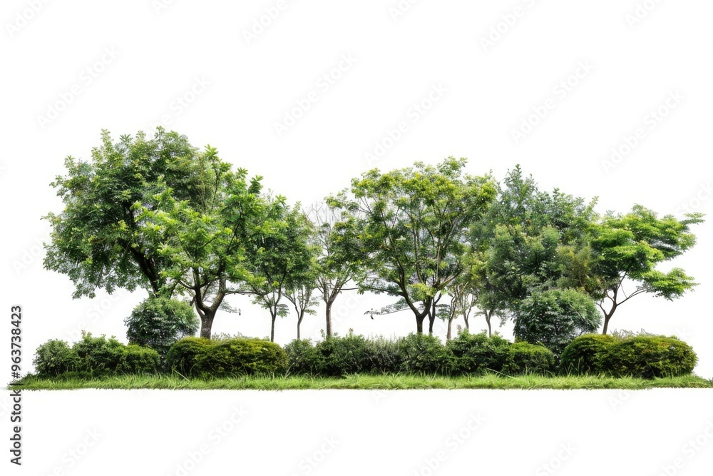 Obraz premium A group of trees growing naturally in a lush green grassy area