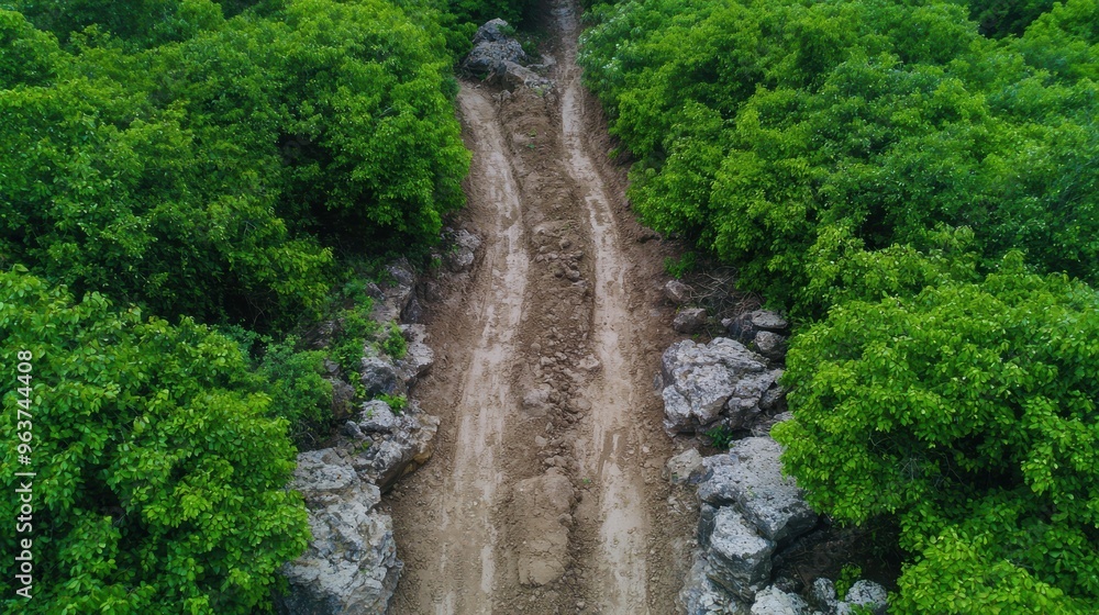 Muddy trail through lush green forest Muddy trail through lush green forest