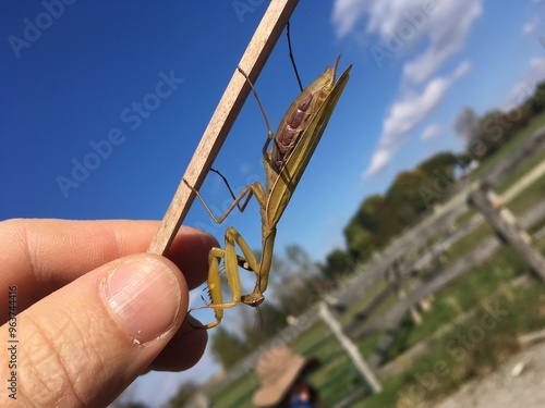 Foto praying mantis on a dry stick held in one hand against a background of blue sky