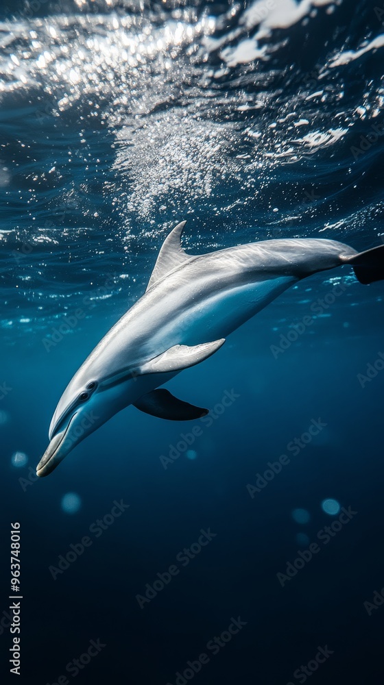 Naklejka premium Dolphin swimming underwater with sunlight