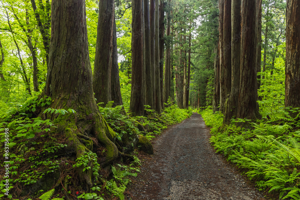 Fototapeta premium 日本 長野県長野市にある戸隠神社の奥社の杉並木の参道
