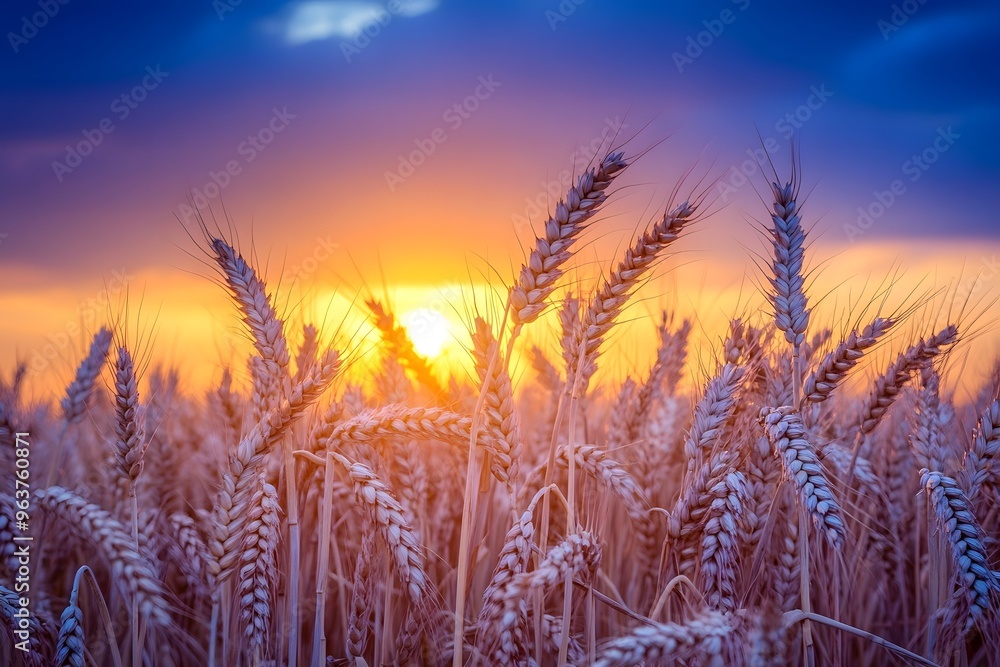 golden wheat field in summer golden wheat field in summer