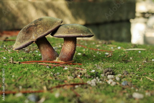 緑の苔と茶色のきのこ photo