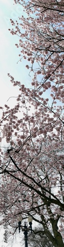 Cherry blossoms panorama