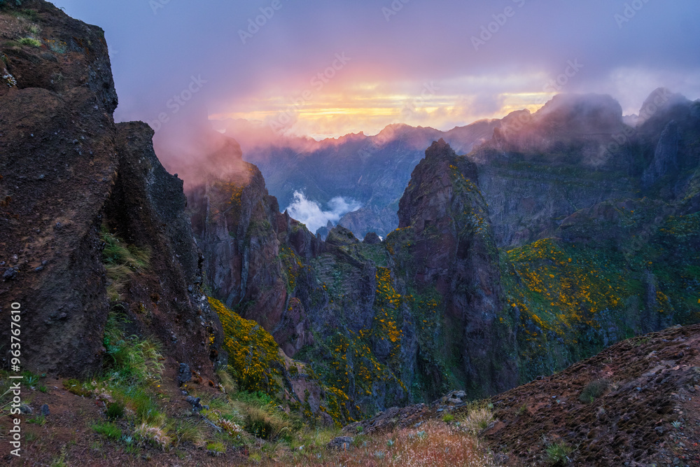 Fototapeta premium Mountains on sunset covered in fog and clouds with blooming Cytisus shrubs. Near Pico de Arieiro , Madeira island, Portugal