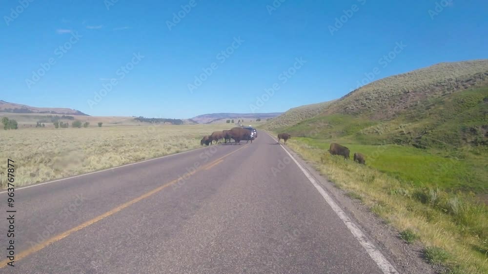 Herd of American bison on the road blocking traffic in Lamar Valley, Yellowstone National Park during spring. Herd of American bison on the road blocking traffic in Lamar Valley, Yellowstone National Park during spring.