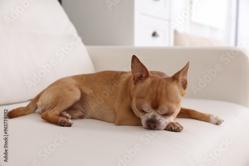 Cute Chihuahua dog sleeping on soft sofa indoors