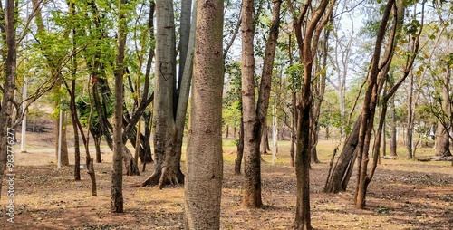 trees in the forest