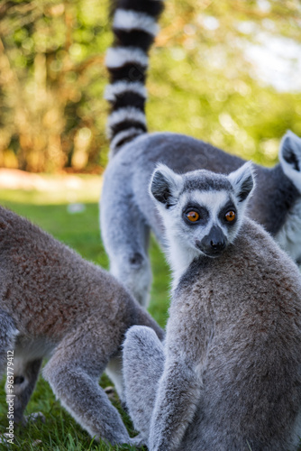 ring lemur