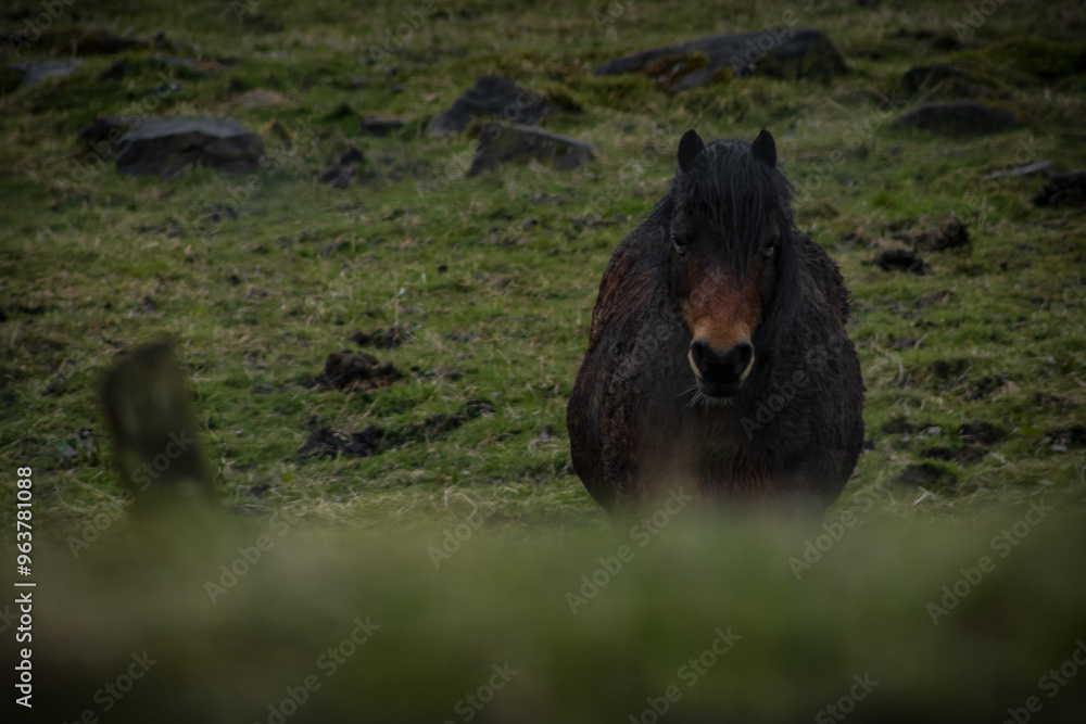 Fototapeta premium horse in the fields