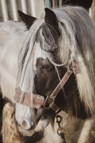 close up of a horse