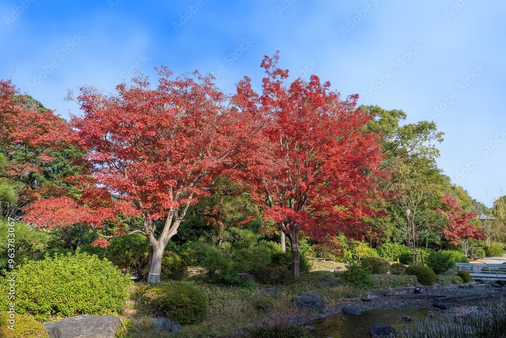 Naklejka premium 青空バックに見るモミジの紅葉と渓流のコラボ情景