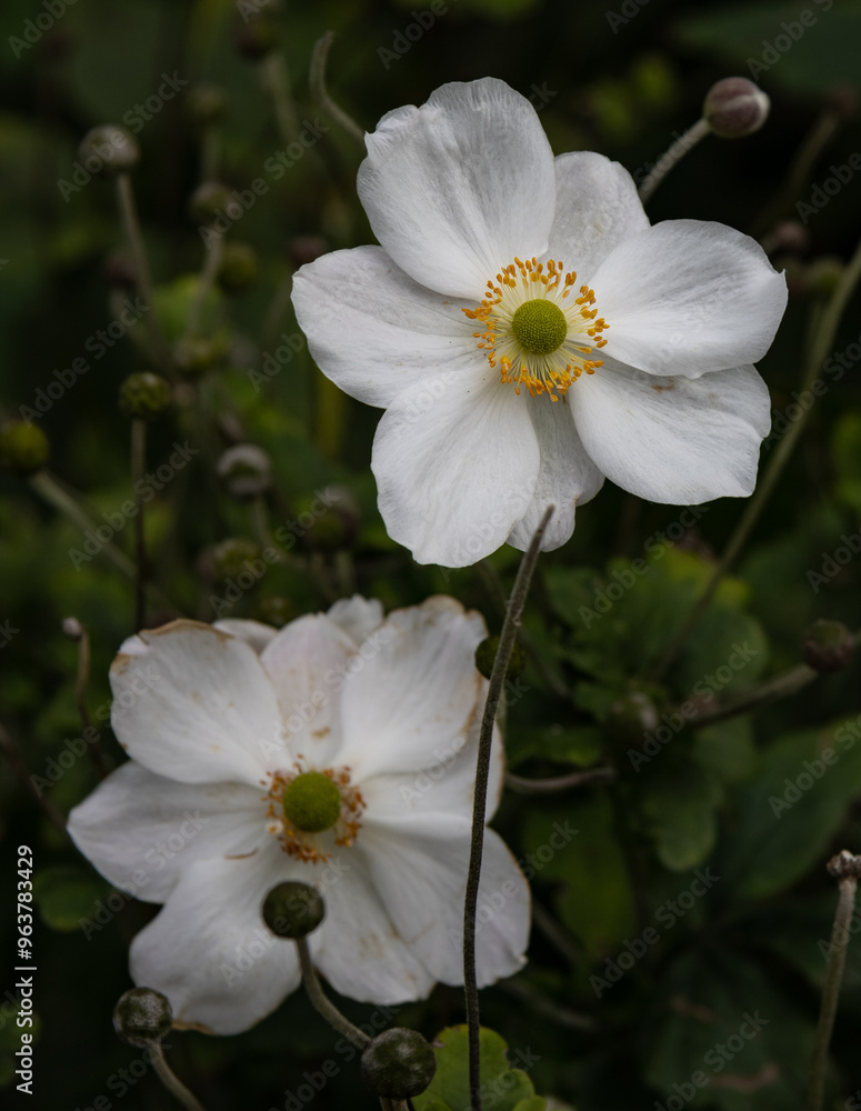 Obraz premium white flowers