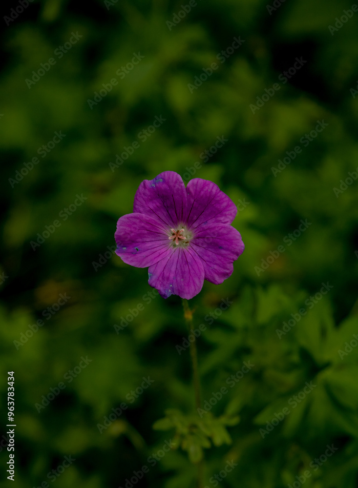 Fototapeta premium flower in the garden