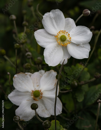 white flowers