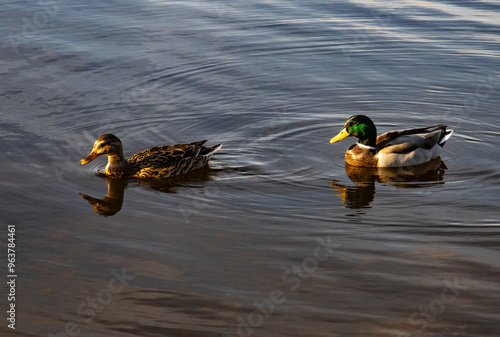 ducks in the water