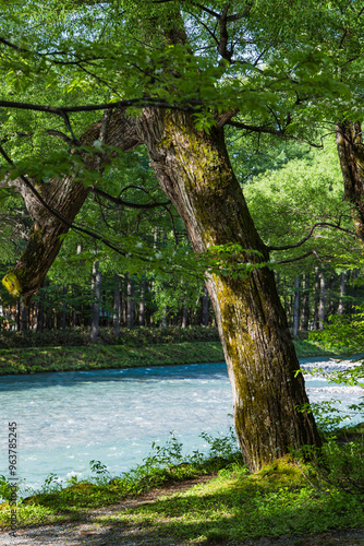 日本　長野県松本市安曇にある山岳景勝地の上高地　新緑に囲まれた梓川沿いの風景 photo