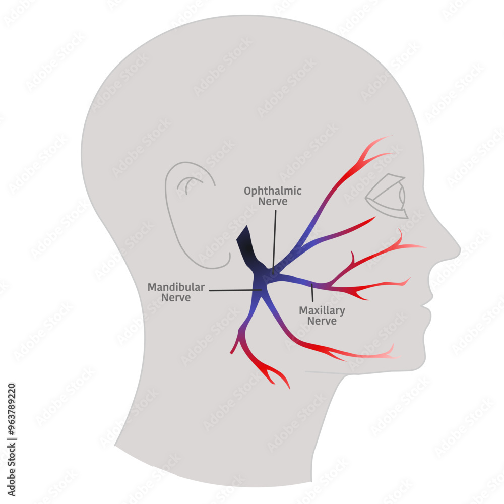 Facial nerve branches, muscles 5 different parts of the face. temporal ...