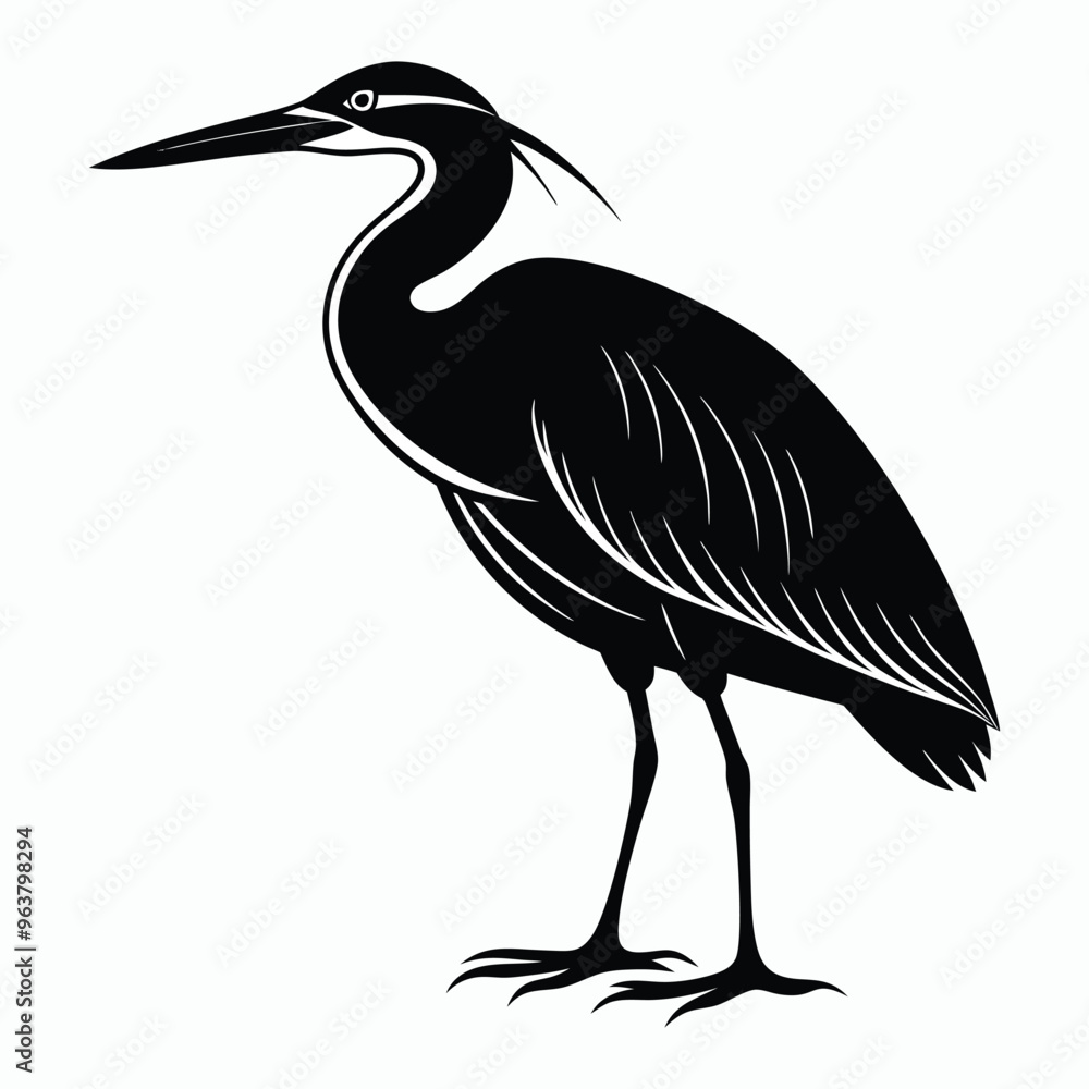 Fototapeta premium vector Bittern on white background