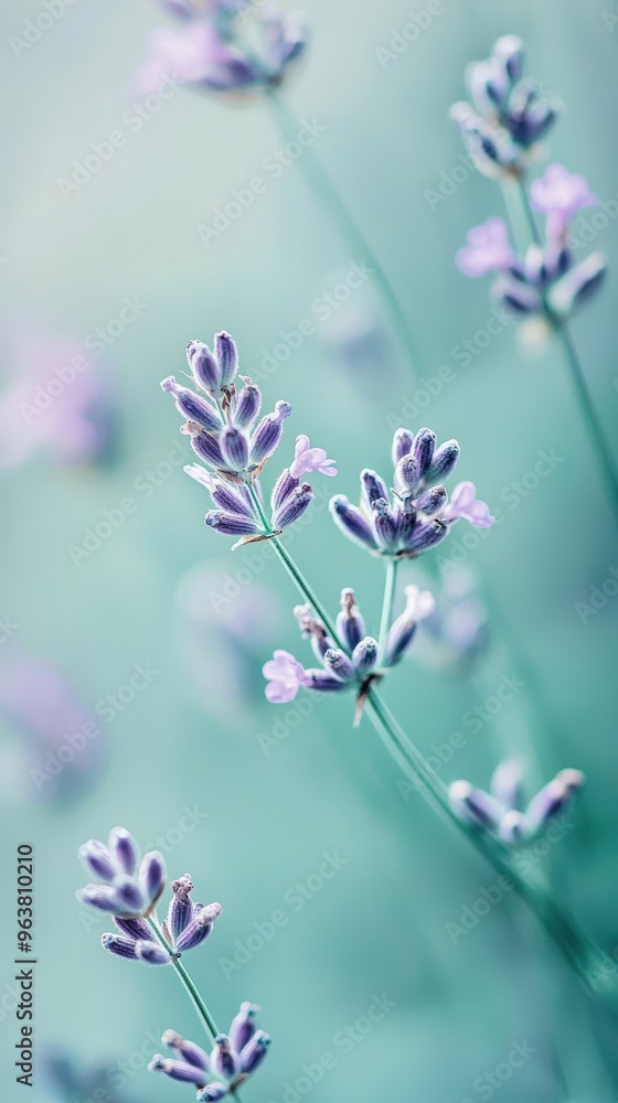 Obraz premium Purple lavender blooms