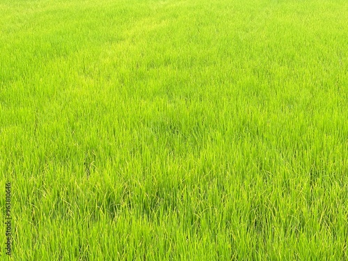 Rice fields in the morning