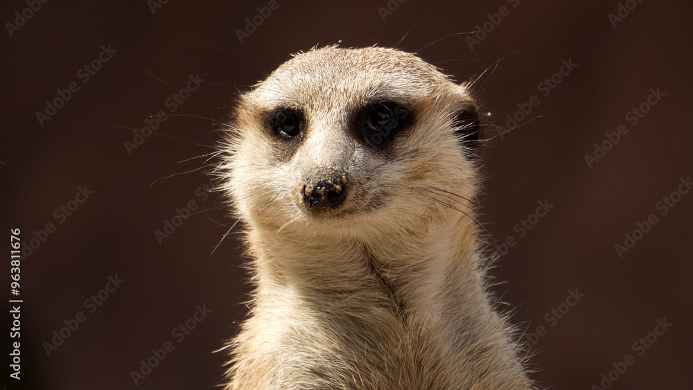 Meerkat close up, meerkat in zoo enclosure Meerkat close up, meerkat in zoo enclosure