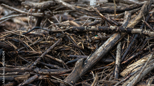 A pile of dead wood with some green leaves on it