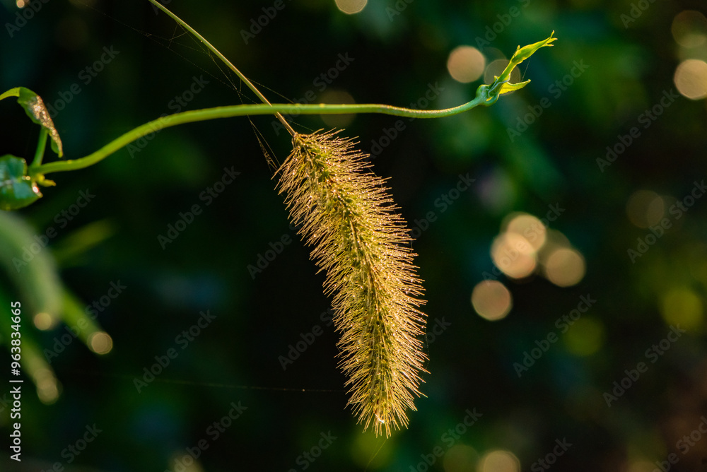 Naklejka premium The natural growth of vines and weeds in the fields is the main vegetation in the eastern part of North China