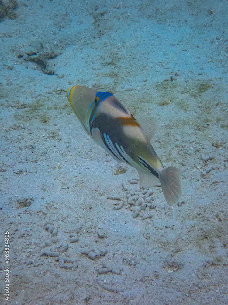 Obraz premium Rarotonga (August 2024).